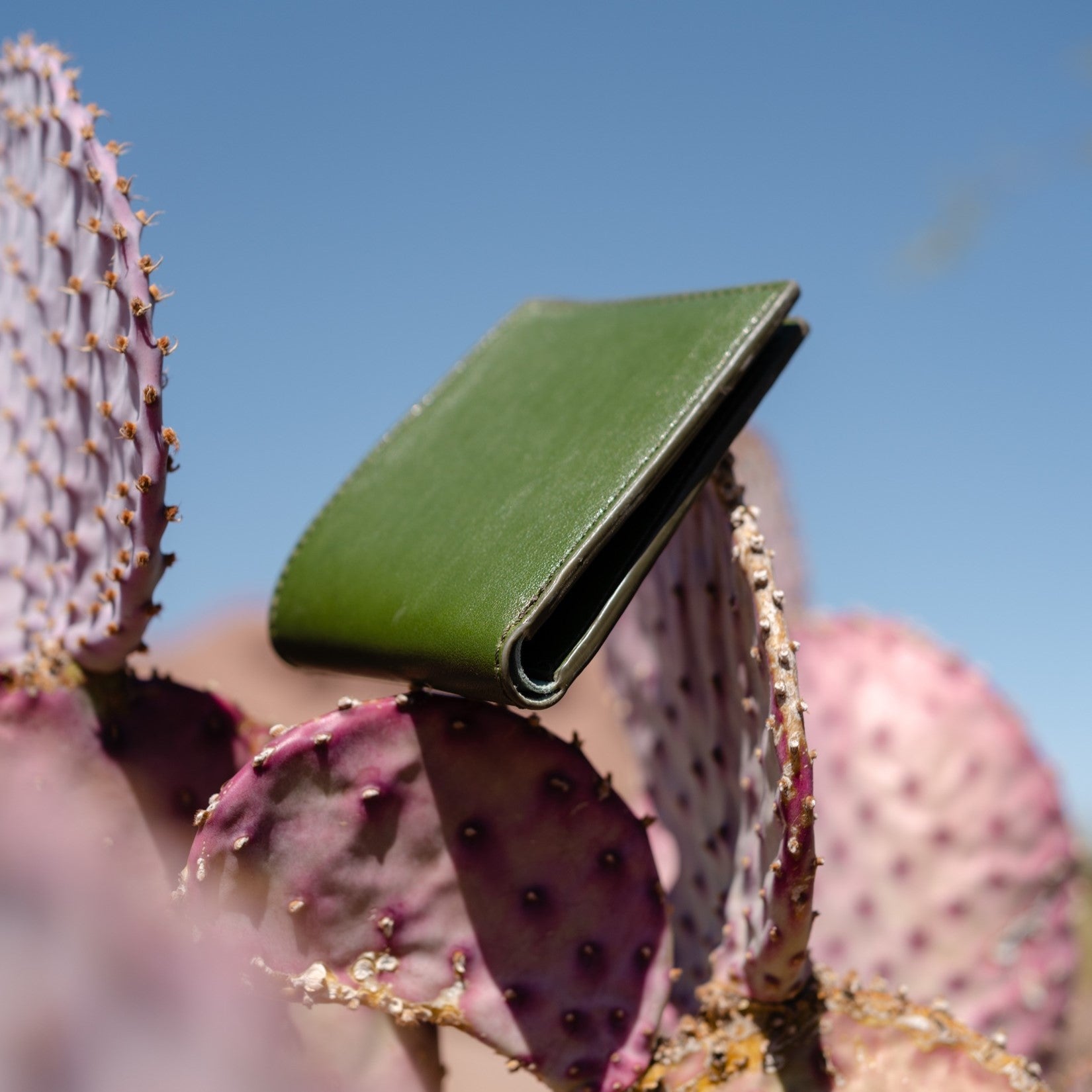 vegan wallet made from cactus